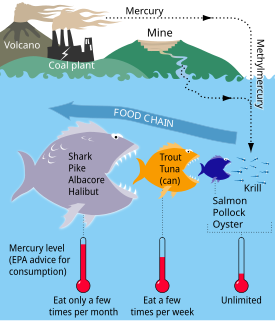 Mercury in fish