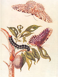 Métamorphose d'un papillon Merrian 1705.jpg