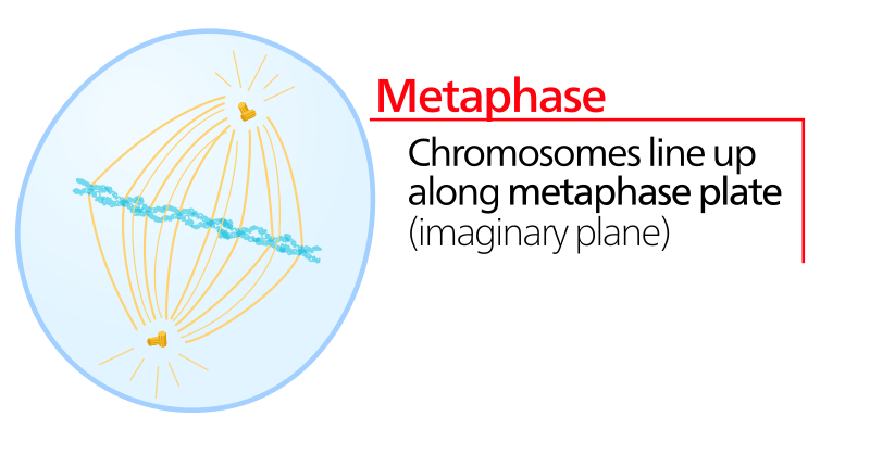 metaphase of mitosis