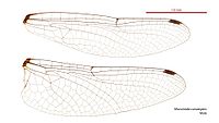 Micromidia convergens male wings (35060029665).jpg