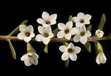 Micromyrtus triptycha - Flickr - Kevin Thiele.jpg