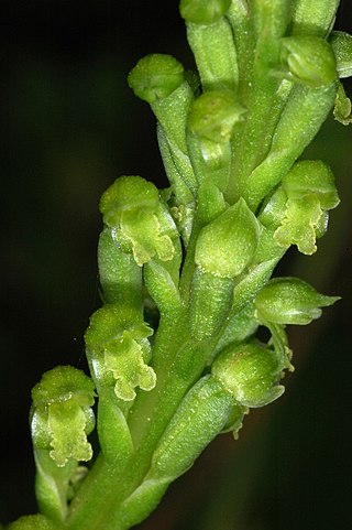 <i>Microtis arenaria</i> Species of orchid