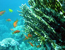 Corail de feu Millepora.JPG