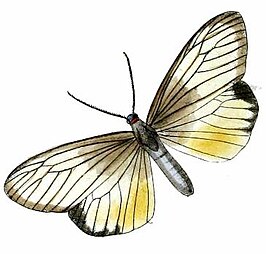 Milleriana (vlinders)
