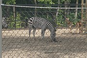 Plains zebra