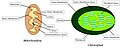 Mitochondria and Chloroplasts.jpg