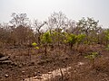 * Nomination Harmattan (dry season) in Mole National Park, Northern Ghana --MB-one 10:51, 6 October 2023 (UTC) * Decline Very blurry --Plozessor 17:06, 6 October 2023 (UTC)