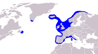 Common ling Species of fish