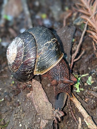 <i>Monadenia infumata</i> Species of land snails