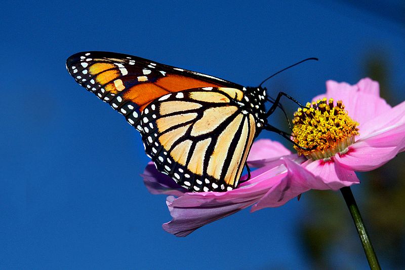 File:Monarch Butterfly on Cosmos (9252673241).jpg