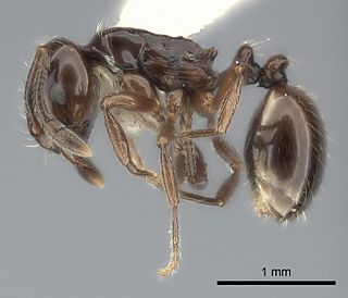 <i>Monomorium bidentatum</i> Species of ant