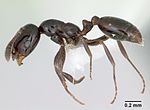 Thumbnail for Little black ant