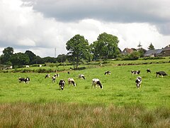 Молочное животноводство, Нормандия.