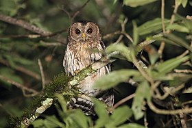 Mottled Owl (Ciccaba virgata) (5783277865).jpg