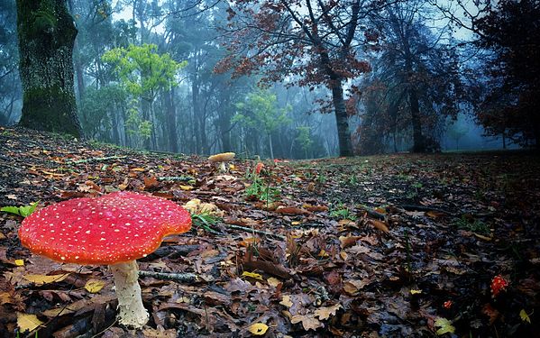 mushrooms on Mt Lofty -- User:Michael hartwich