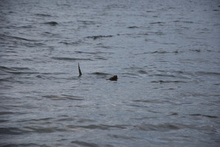 <span class="mw-page-title-main">Mussie</span> Monster rumored to live in Muskrat Lake in Ontario, Canada