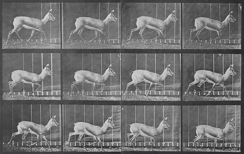 File:Muybridge, Eadweard - Trottende Gazelle (Zeno Fotografie).jpg