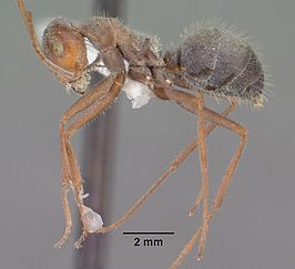 Myrmecocystus depilis