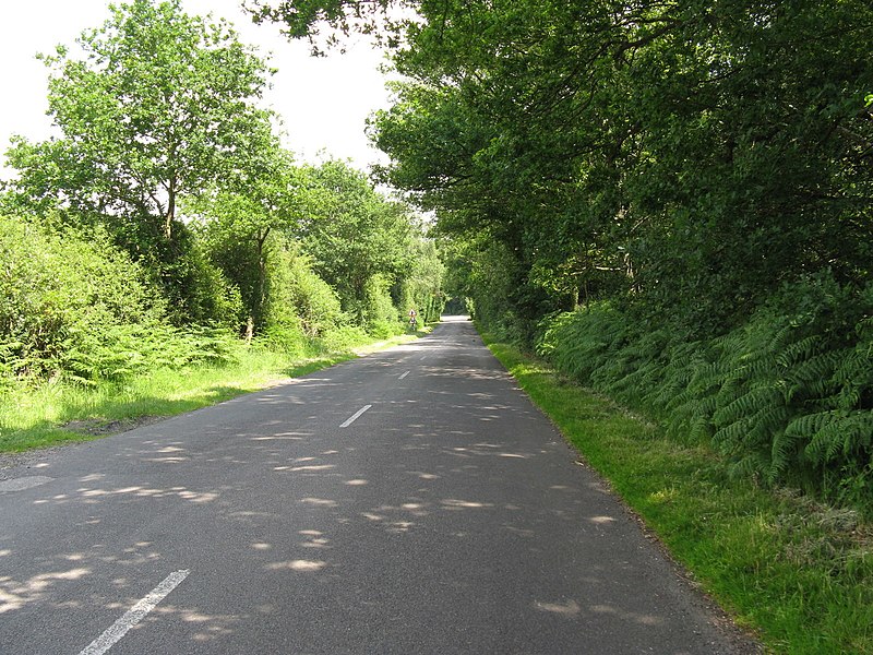 File:NE on lane from Graffham to Lavington Common - geograph.org.uk - 1938051.jpg