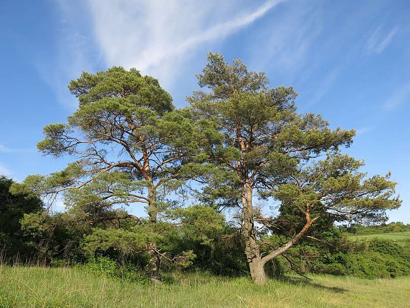 File:NSG KAR 2017 05 Krüppelkiefern 03.jpg