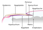 Vorschaubild für Nagelmatrix