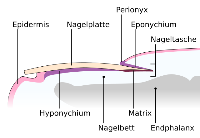 Nail Structure Illustration Stock Illustration - Download Image Now -  Anatomy, Fingernail, Adult - iStock