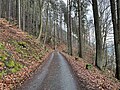 Миниатюра для Файл:Nationalpark Sächsische Schweiz Holzlagerplatzweg lub 2024-03-16 img02.jpg