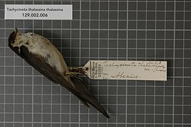 Specimen of a violet-green swallow subspecies (Tachycineta thalassina thalassina) collected in Mexico, 1900 Naturalis Biodiversity Center - RMNH.AVES.124644 1 - Tachycineta thalassina thalassina (Swainson, 1827) - Hirundinidae - bird skin specimen.jpeg
