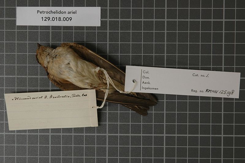 File:Naturalis Biodiversity Center - RMNH.AVES.125198 2 - Petrochelidon ariel (Gould, 1843) - Hirundinidae - bird skin specimen.jpeg