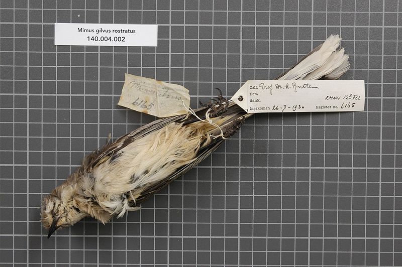 File:Naturalis Biodiversity Center - RMNH.AVES.128732 2 - Mimus gilvus rostratus Ridgway, 1884 - Mimidae - bird skin specimen.jpeg