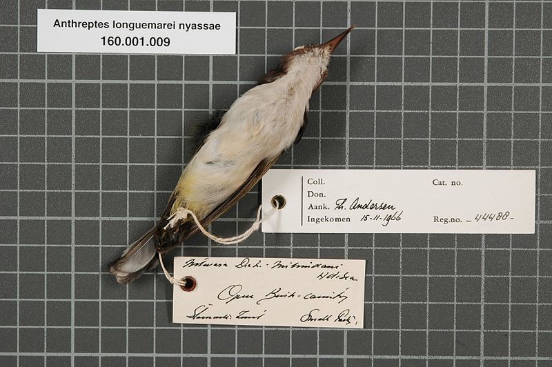 File:Naturalis Biodiversity Center - RMNH.AVES.44488 2 - Anthreptes longuemarei nyassae Neumann, 1906 - Nectariniidae - bird skin specimen.jpeg