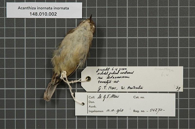 File:Naturalis Biodiversity Center - RMNH.AVES.54270 2 - Acanthiza inornata inornata Gould, 1841 - Acanthizidae - bird skin specimen.jpeg