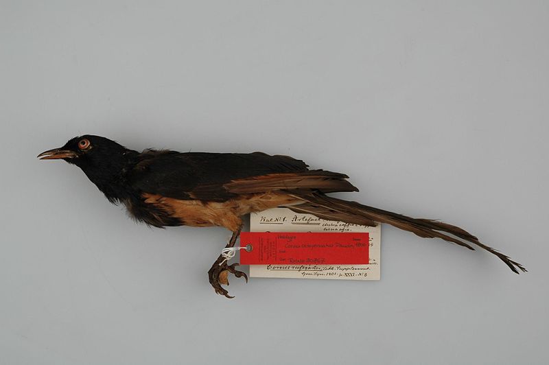 File:Naturalis Biodiversity Center - RMNH.AVES.90867 c T - Corvus octopennatus Daudin, 1800 - Corvidae - skin - preserved specimen.jpeg