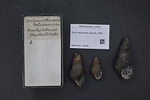 Naturalis Biodiversity Center - RMNH.MOL.170588 - Thiara balonneneis (Conrad, 1850) - - Moluska shell.jpeg