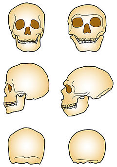 Neandertal: Köken bilimi, Keşif, Yaşadıkları dönem ve bölge