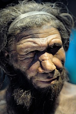 Neanderthal man reconstruction, Natural History Museum, London.jpg