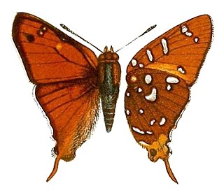 <i>Aphnaeus marshalli</i> Species of butterfly