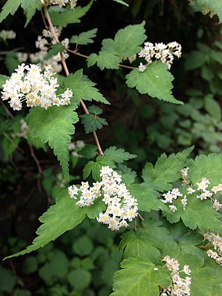 <i>Neillia incisa</i> Species of shrub