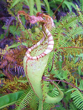 Nepenthes maxima Sulawesi1.jpg