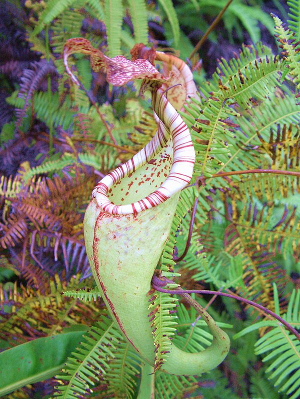 An upper pitcher of N. maxima from Sulawesi