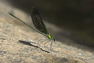 <i>Neurobasis chinensis</i> Species of damselfly