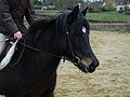 English: New Forest pony head Français : Tête d'un poney New Forest