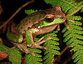 New England Tree Frog (Litoria subglandulosa)
