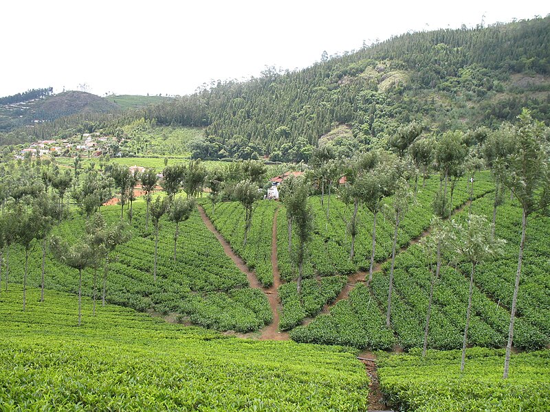 File:Nilgiris Tea Plantation.jpg