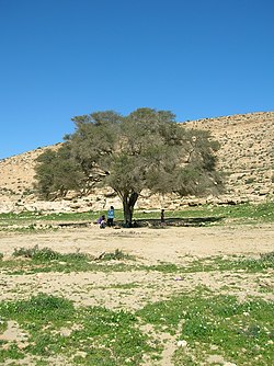 עץ שיטת הנגב בנחל