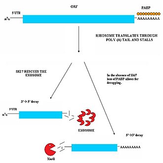 Diagram of non-stop decay (NSD) process. Nonstopdecay.jpg