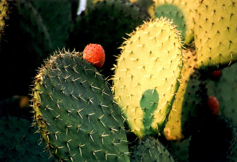 File:Nopal.jpg