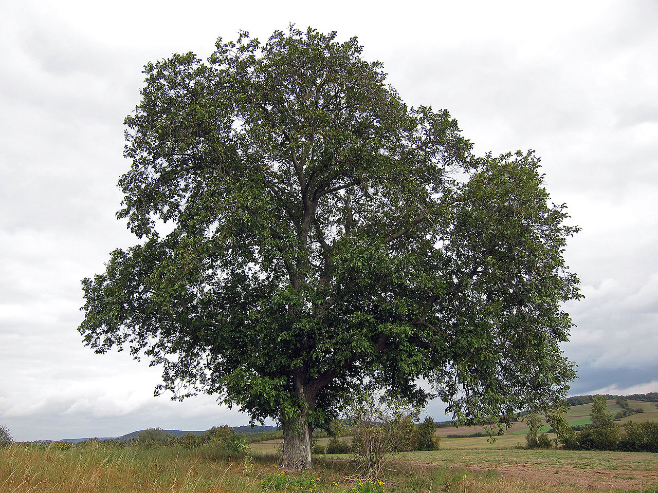 Nogal (Juglans regia).