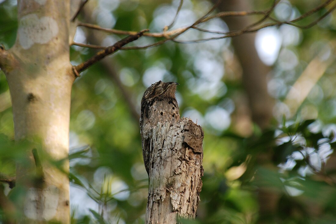 Nyctibius