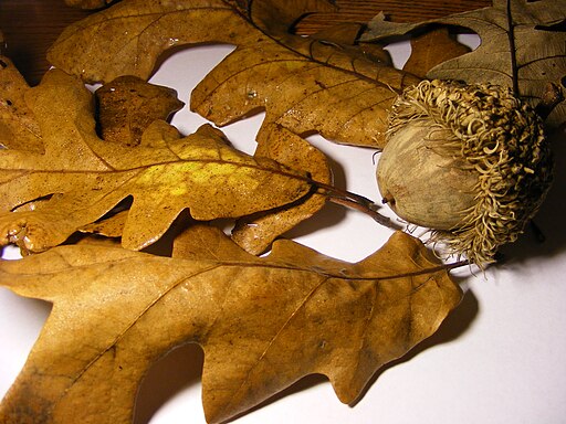Oak tree Seed and leafs 2009